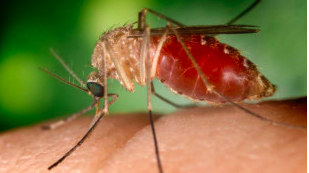Known as a vector for the West Nile virus, this Culex quinquefasciatus mosquito has landed on a human finger.